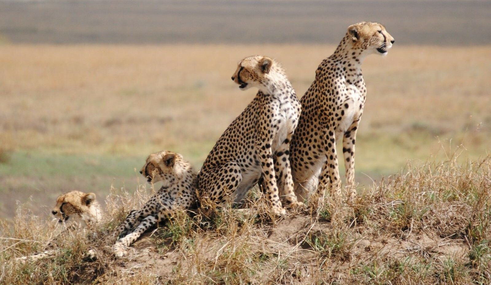 African Safari Tours - Amshar Serengeti Adventures